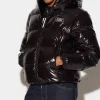 Hooded Puffer